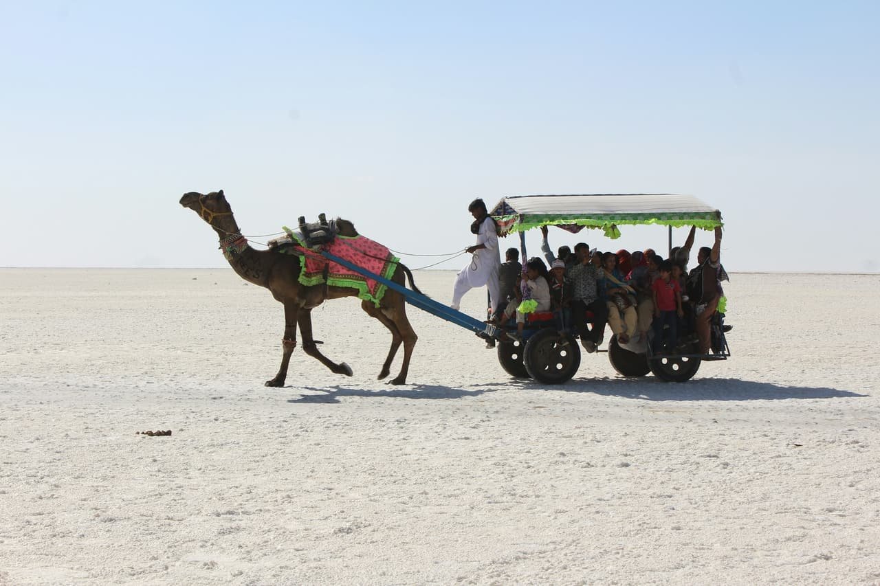 A camel cart carrying visitors across the White Rann